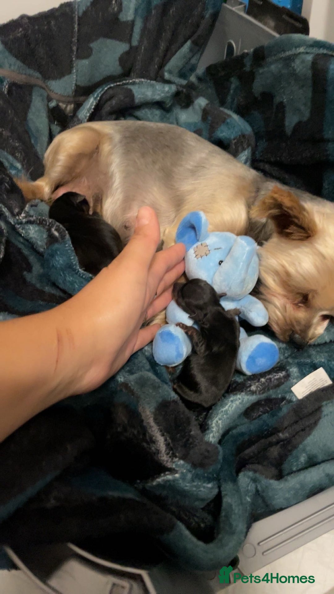 Yorkshire Terrier dogs for sale: Mini toy  Yorkshire Terrier's  - Image 4