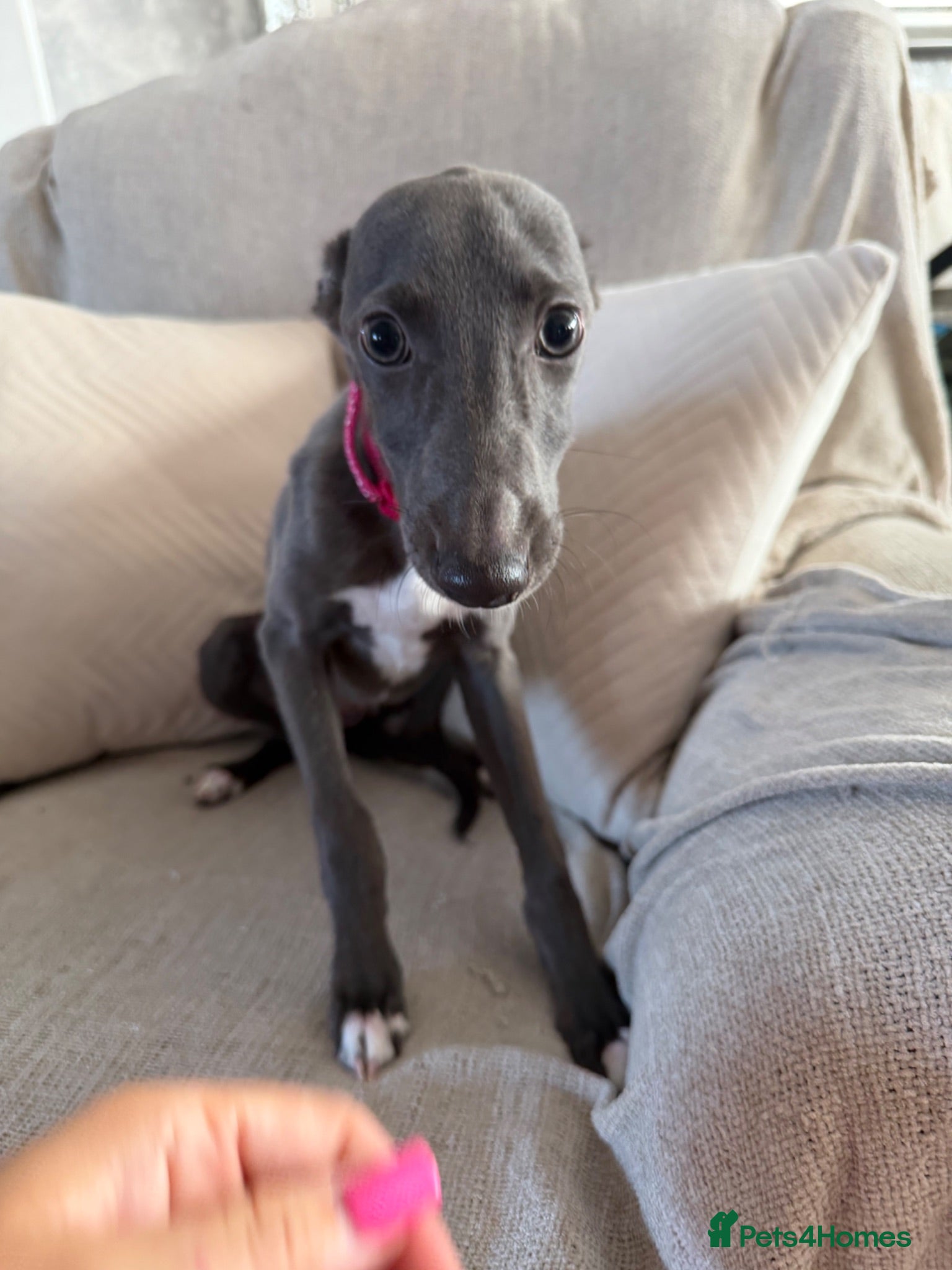 Whippet dogs Kennel club registered female puppy  - Advert 2