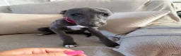 Whippet dogs for sale: Kennel club registered female puppy  - Advert 2