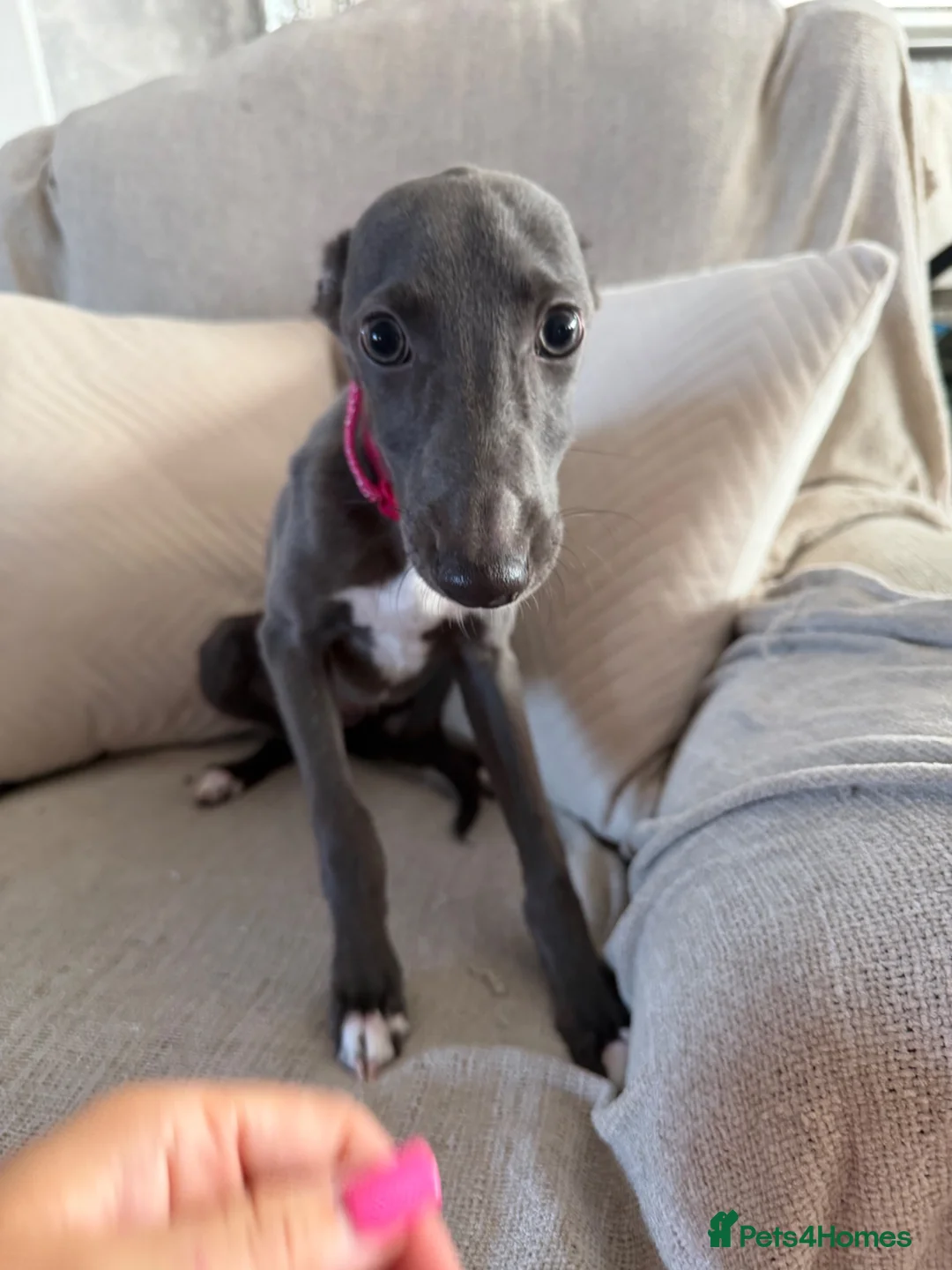 Whippet dogs for sale: Kennel club registered female puppy  - Advert 2