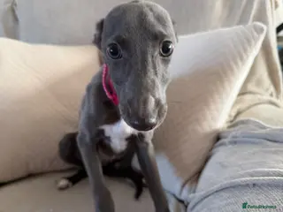 Whippet dogs Kennel club registered female puppy - Advert 2