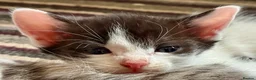 Mixed Breed cats for sale: Beautiful Litter of Playful Kittens, Siamese Cross - Advert 32