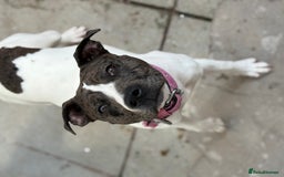 Mixed Breed dogs for sale: Female dog  - Image 5