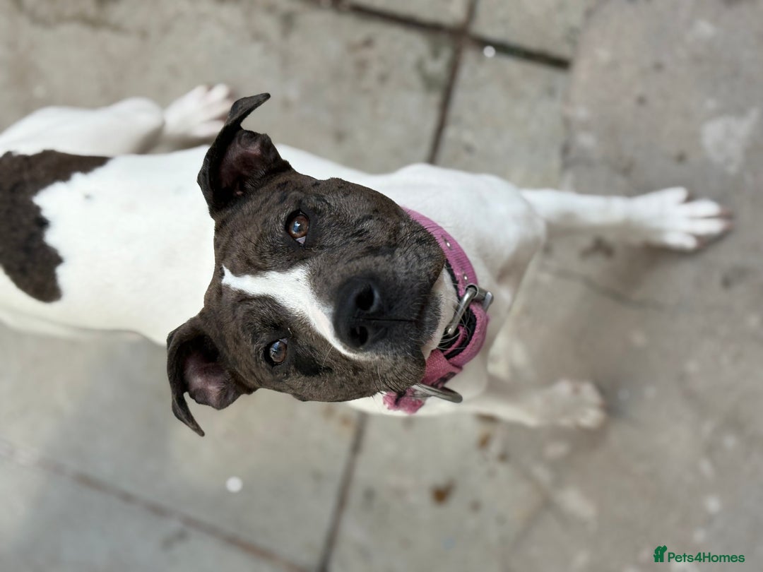 Mixed Breed dogs for sale: Female dog  - Image 5