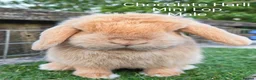 Mini Lop rabbits for sale: Various Adult Mini Lops  - Advert 9