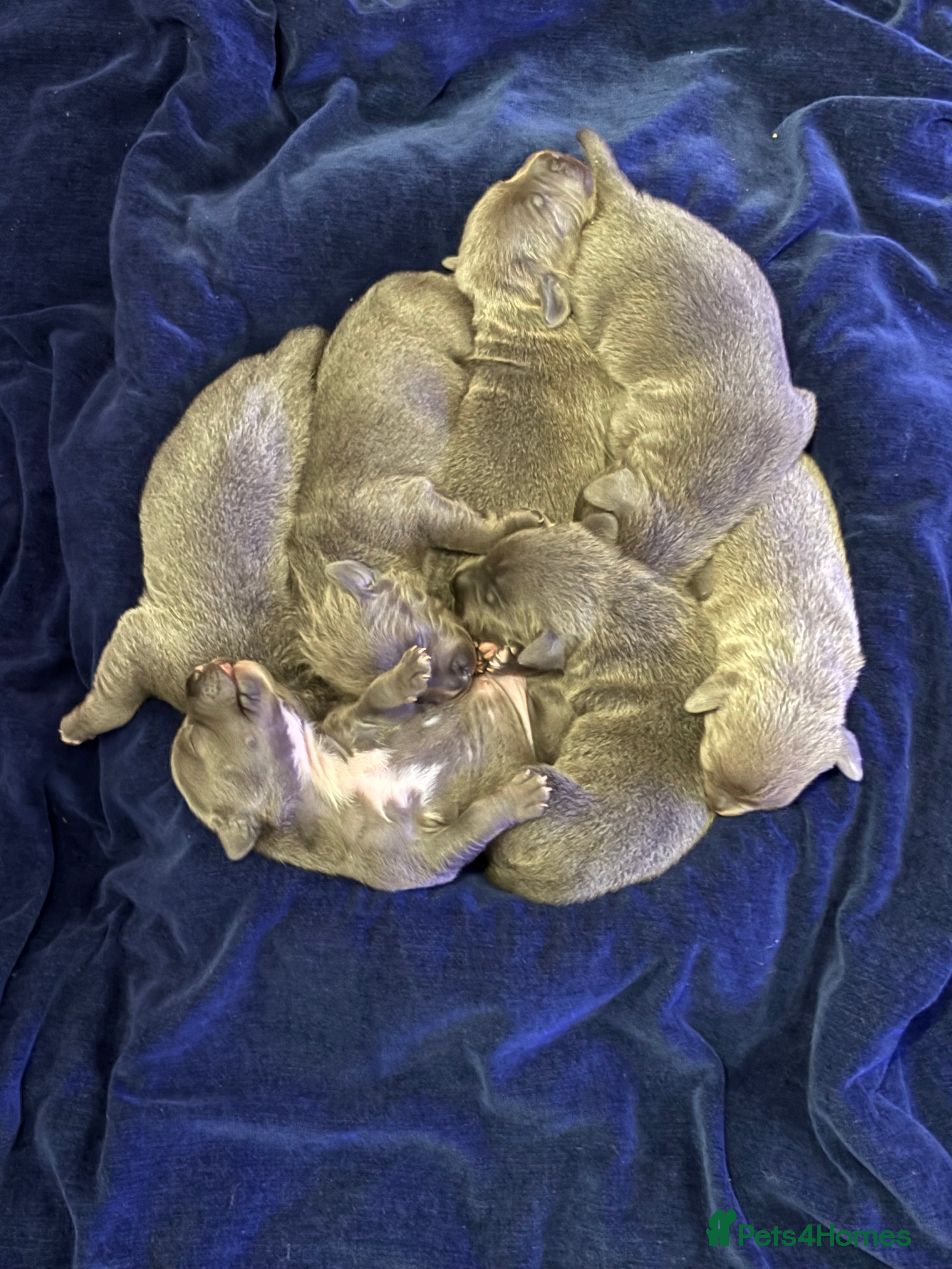 Staffordshire Bull Terrier dogs Blue Staffordshire bullterrier Puppies  - Advert 5