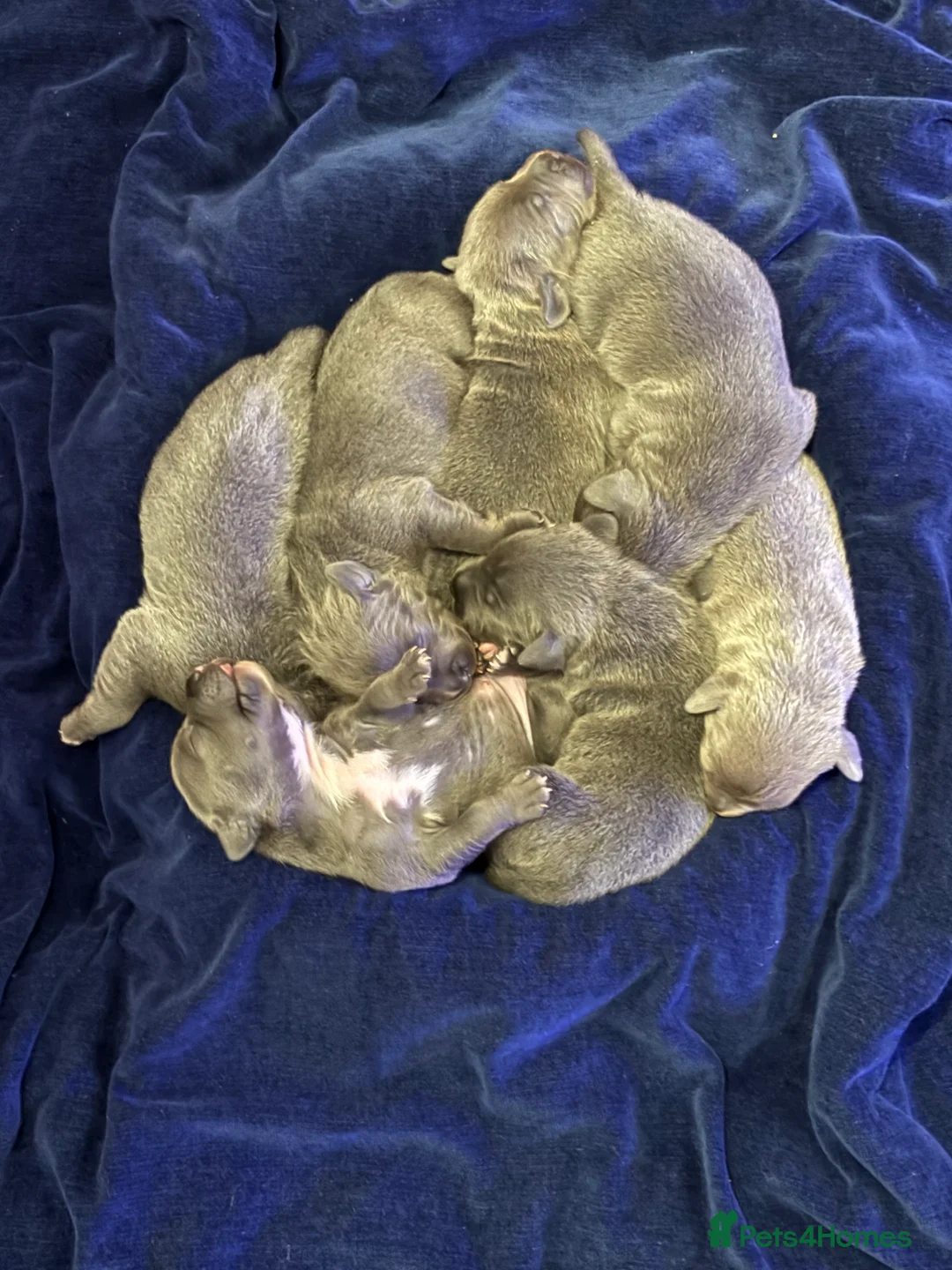 Staffordshire Bull Terrier dogs for sale: Blue Staffordshire bullterrier Puppies  - Advert 1