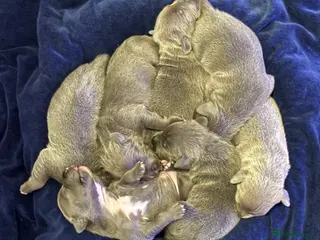 Staffordshire Bull Terrier dogs Blue Staffordshire bullterrier Puppies - Advert 5