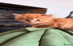 Mixed Breed cats for sale: Super friendly, fluffy kittens! 😻 - Image 38