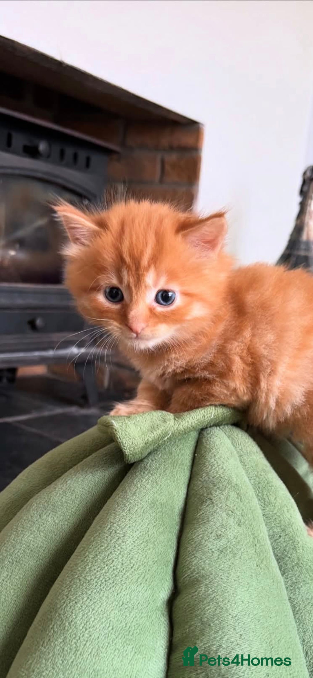 Mixed Breed cats for sale: Super friendly, fluffy kittens! 😻 - Image 38