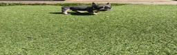 French Bulldog dogs for sale: French bulldog puppies 🐶 Ready now  - Advert 9