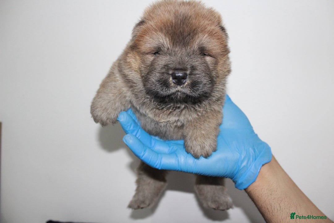Chow Chow dogs for sale: CHOC🍫LILAC🌪️Champion KC reg🏆 pedigree chow chow - Image 11