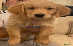Golden Retriever dogs for sale: Ready Now Golden Retriever Puppies - Image 8