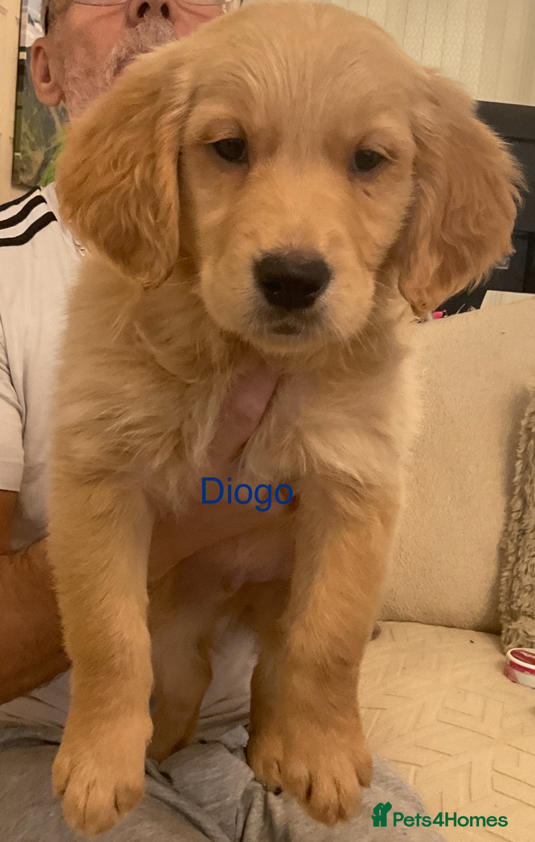 Golden Retriever dogs for sale: Ready Now Golden Retriever Puppies - Image 8