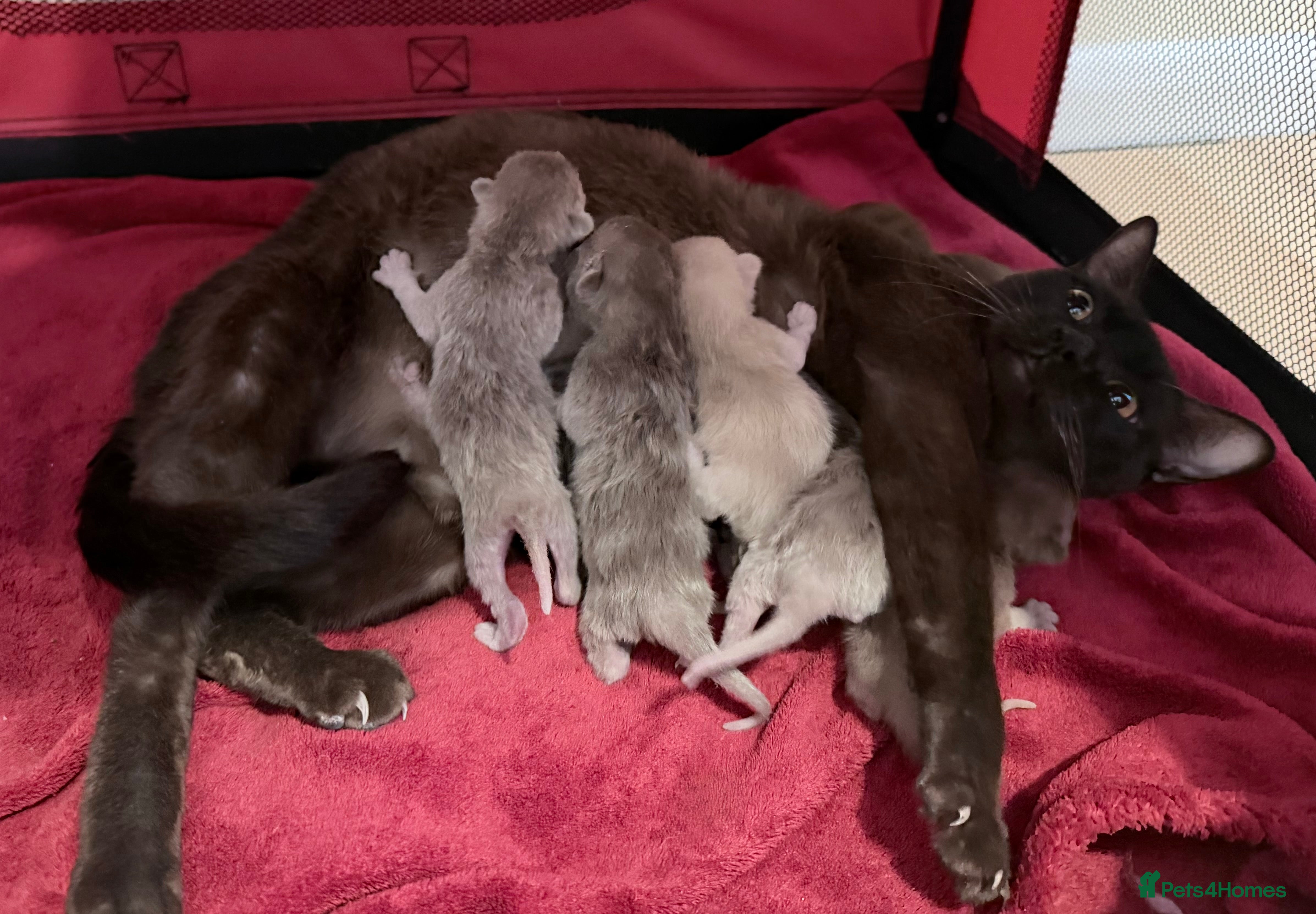 Burmese cats GCCF registered- home raised Burmese Kittens  - Advert 6