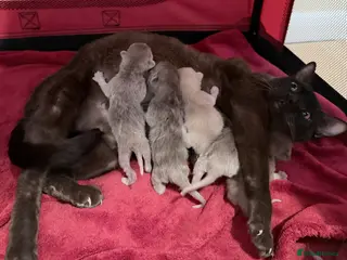 Burmese cats GCCF registered- home raised Burmese Kittens - Advert 6