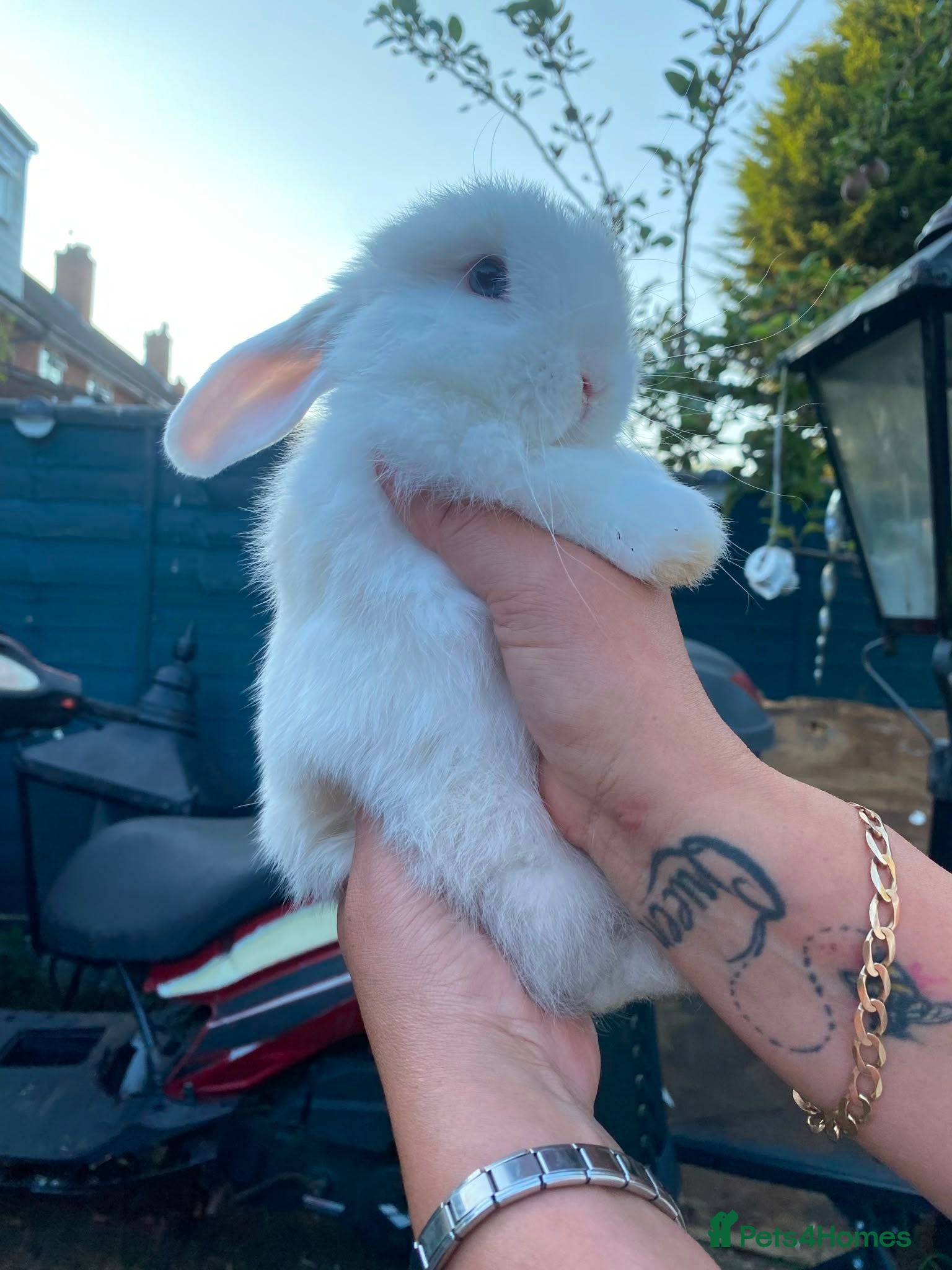 Mini Lop rabbits Mini lop rabbits - Advert 1