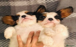 Cavalier King Charles Spaniel dogs for sale: DNA health tested, much loved cavaliers - Advert 1