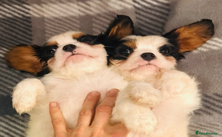 Cavalier King Charles Spaniel dogs DNA health tested, much loved cavaliers - Advert 15