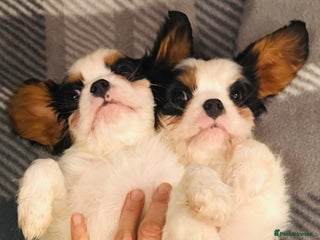 Cavalier King Charles Spaniel dogs DNA health tested, much loved cavaliers - Advert 2