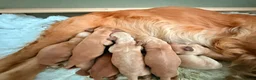 Cockapoo dogs for sale: Beautiful Cockapoo Puppies – £1,500 each - Advert 33
