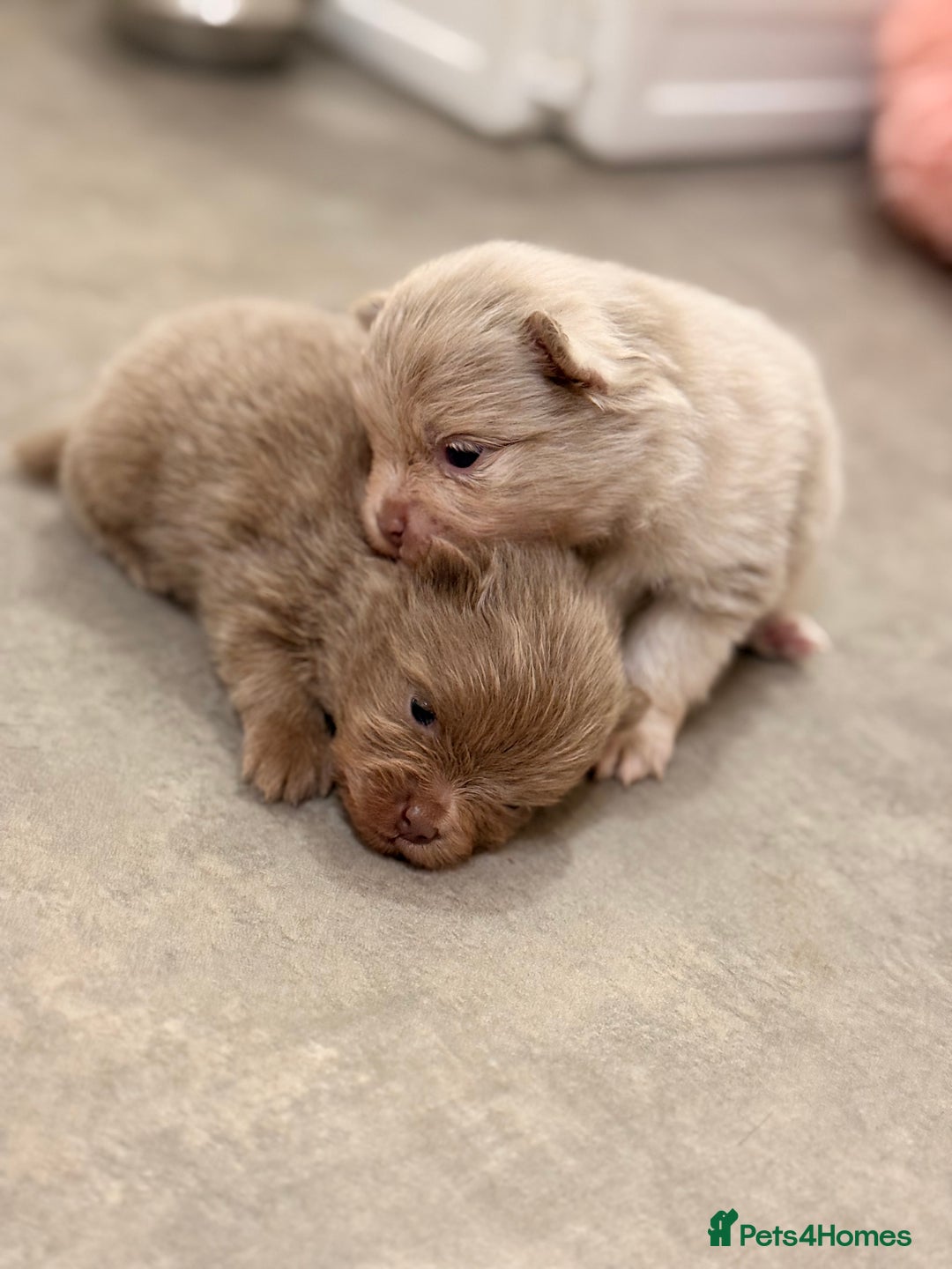 Pomeranian dogs for sale: 🧸 Dream Teddy Bear( Price reduced) - Advert 12