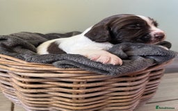 Sprocker dogs for sale: Sprockers  - Image 10