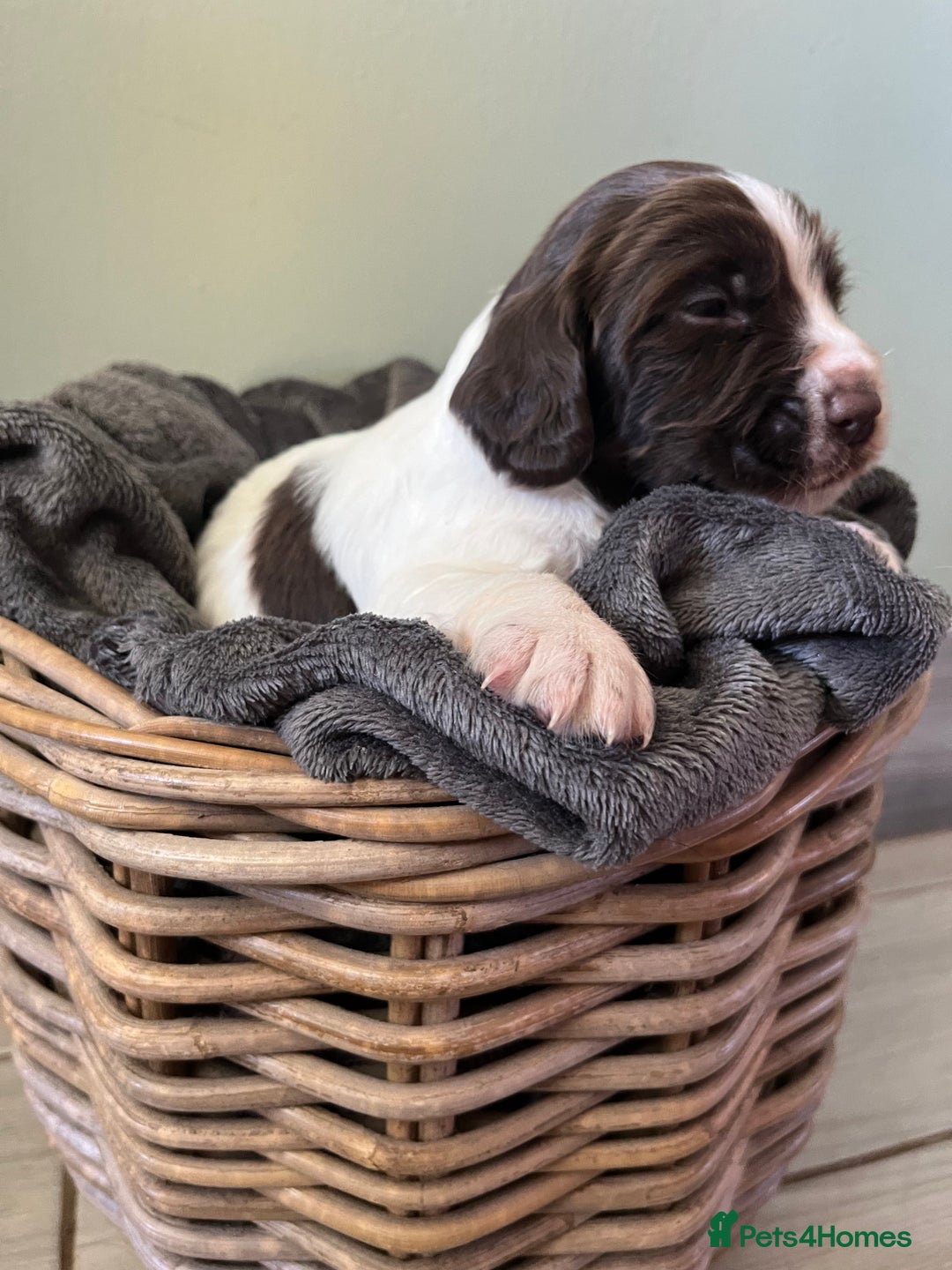 Sprocker dogs for sale: Sprockers  - Image 10