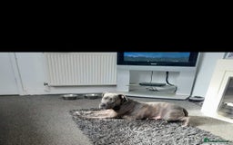 Mixed Breed dogs for sale: Staffy cross pups for sale  - Image 20