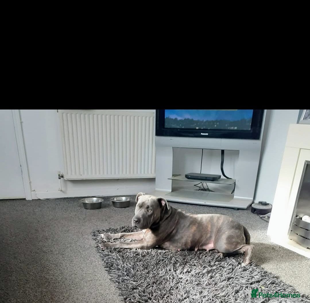 Mixed Breed dogs for sale: Staffy cross pups for sale  - Image 20