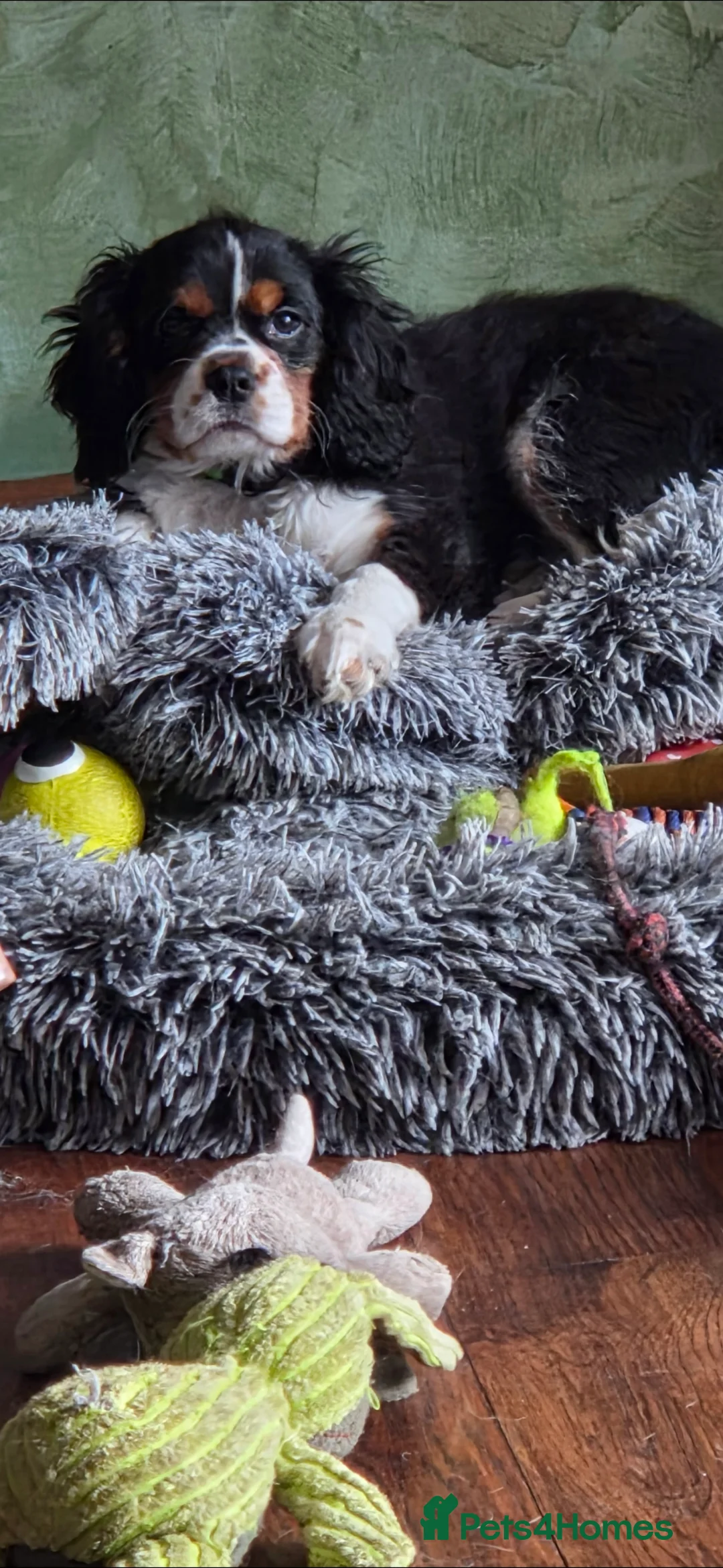 Cavalier King Charles Spaniel dogs for sale: King Charles cavalier  in Perth - Advert 5