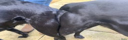 Labrador Retriever dogs for stud: Kc black Labrador for stud  in Ripley - Advert 9