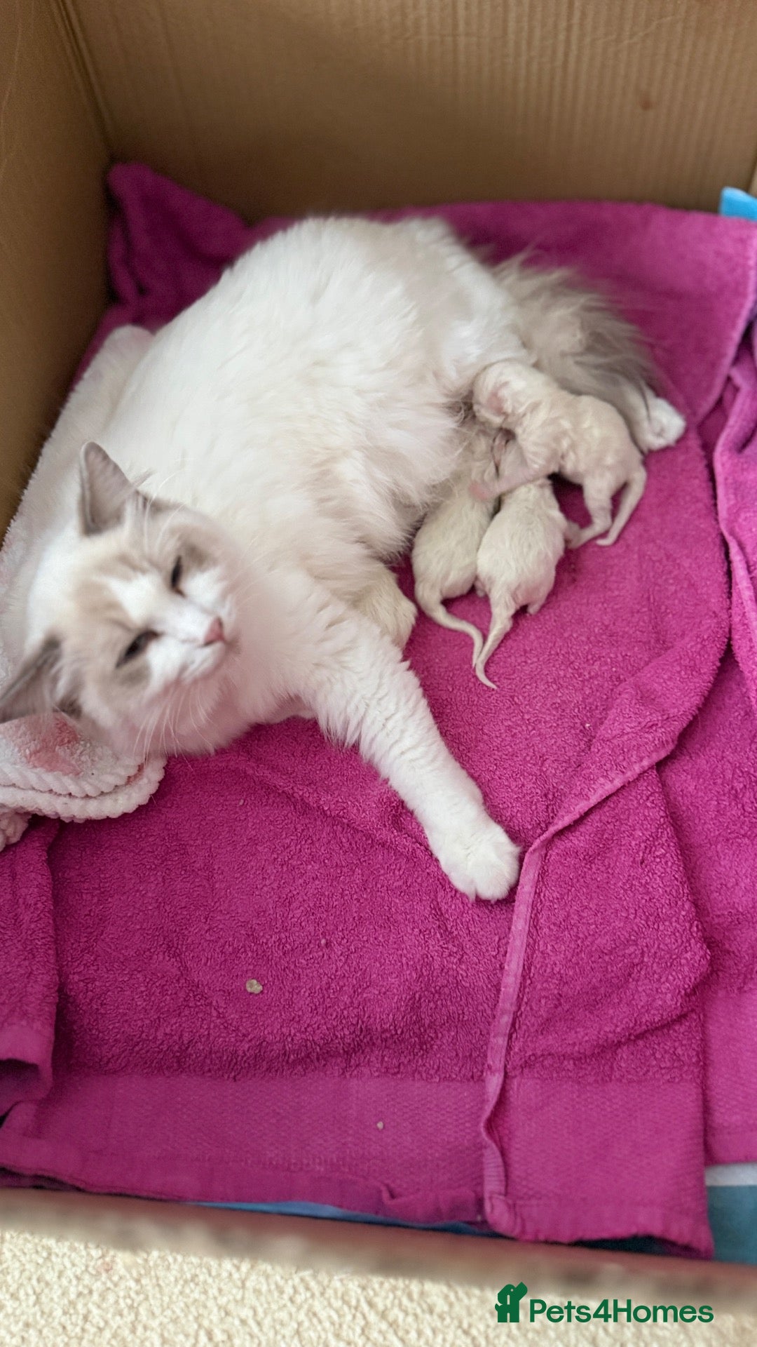 Ragdoll cats Beautiful fluffy chunky Ragdoll kittens - Advert 1
