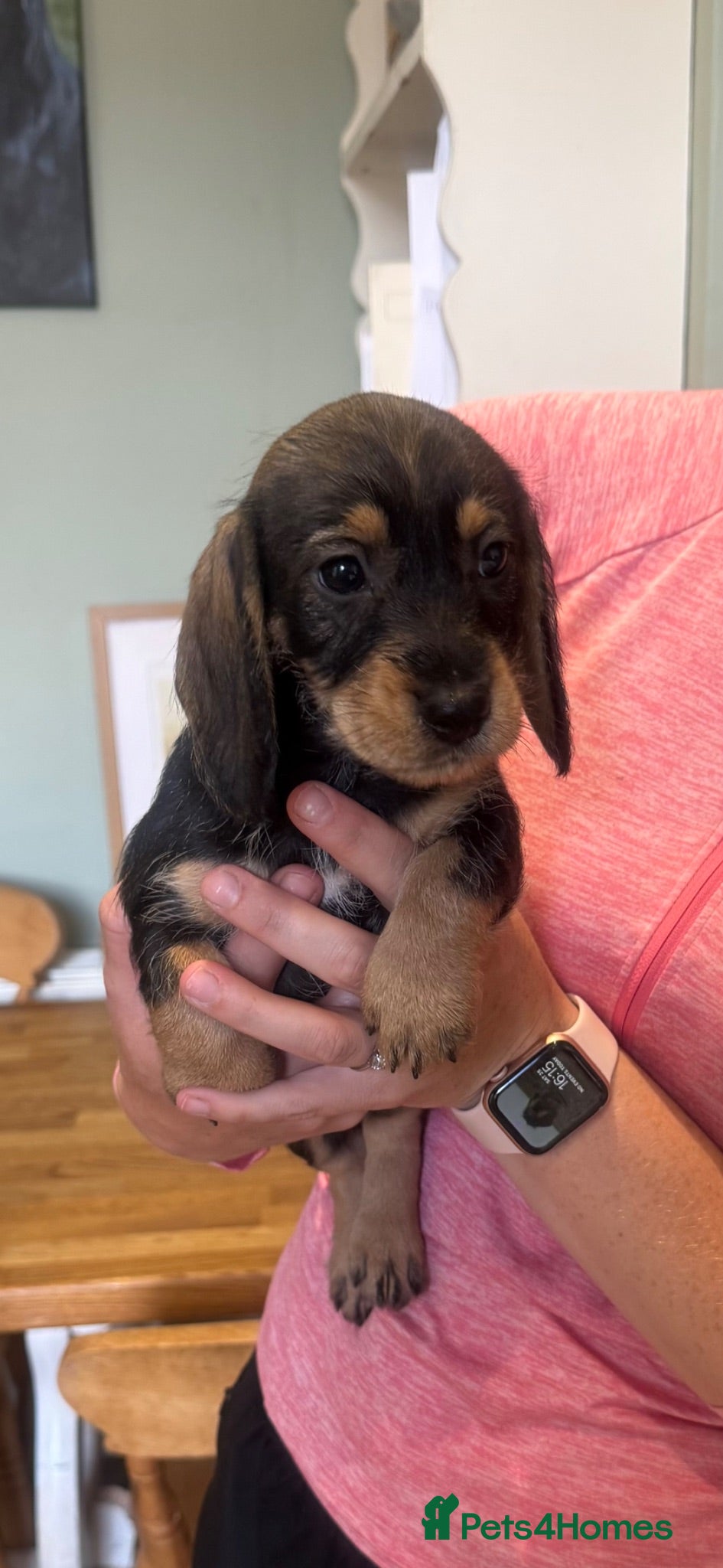 Dachshund dogs KC teckel/wirehaired dachshunds  - Advert 2