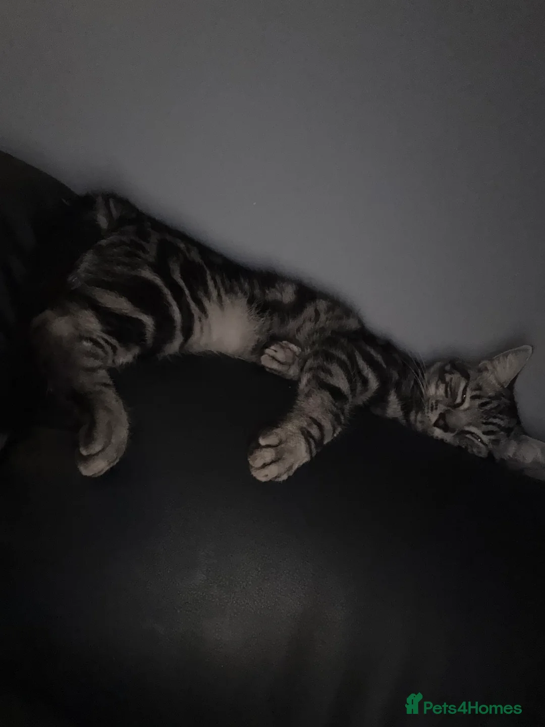 Mixed Breed cats for sale: 1 year old male cat  - Advert 4