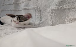 Mixed Breed cats for sale: Farm kittens  - Image 6