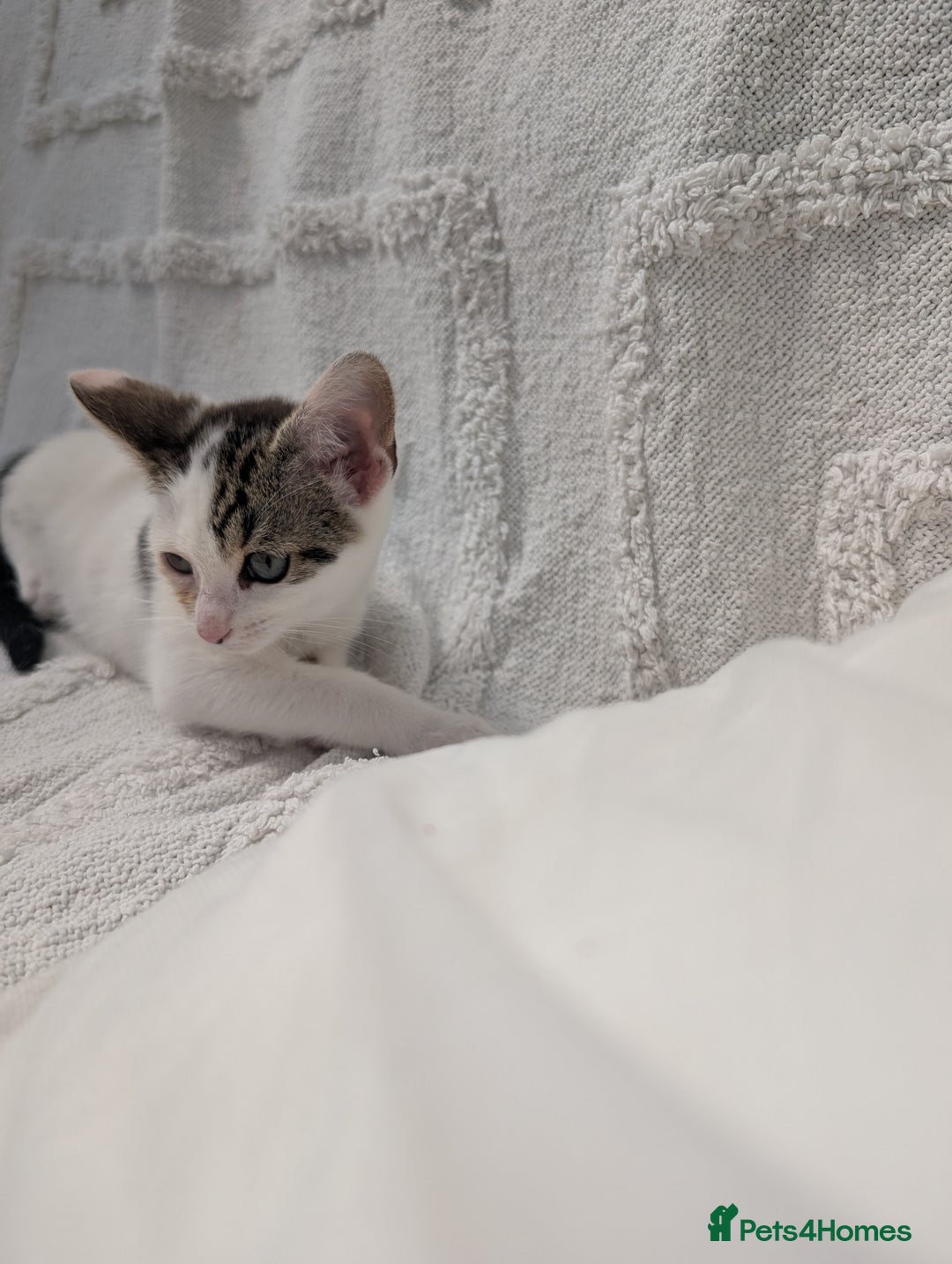 Mixed Breed cats for sale: Farm kittens  - Image 6