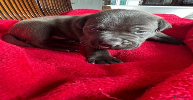 Staffordshire Bull Terrier dogs - Advert 3