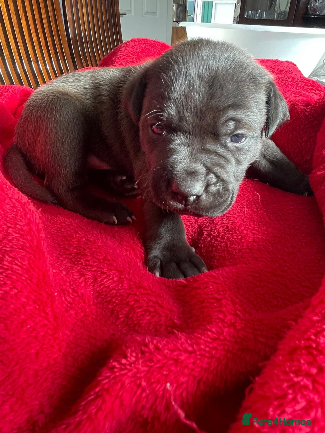 Staffordshire Bull Terrier dogs for sale: Mariusz  - Image 2