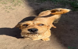 Mixed Breed dogs for sale: New Forever Home Needed For Frankie - Image 1