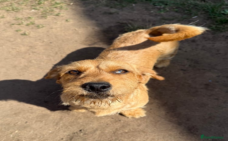 Mixed Breed dogs - Advert 1