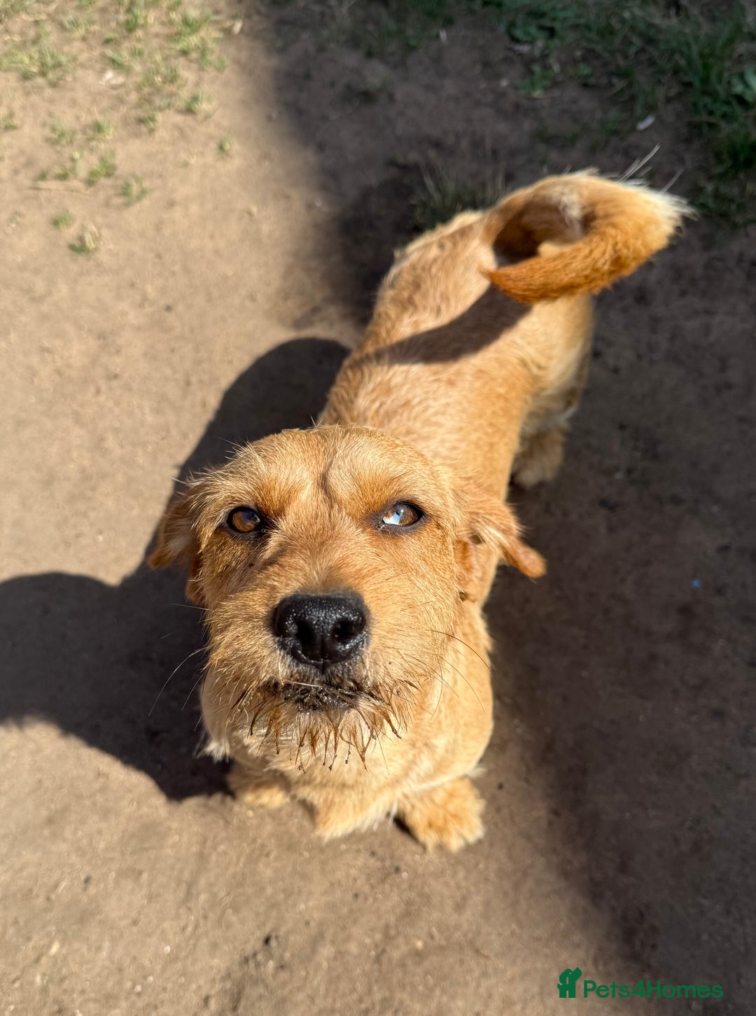 Mixed Breed dogs for sale: New Forever Home Needed For Frankie - Image 1