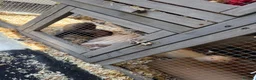Ferret rodents for sale: Mixed ferret kits  - Advert 6