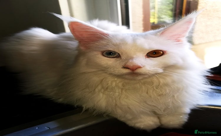 Maine Coon cats in Swansea - Advert 10