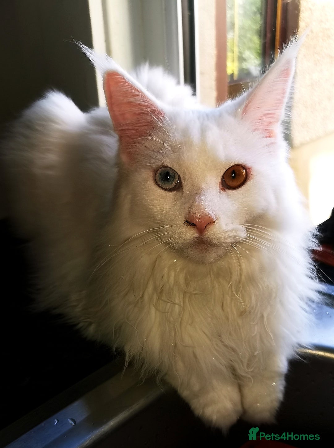 Maine Coon cats for sale: white Maine coons blue and odd-eyes, Tica in Swansea - Image 1