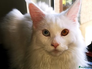 Maine Coon cats in Swansea - Advert 23