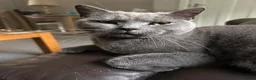 British Shorthair cats for sale: British Blue Male Cat - Advert 2