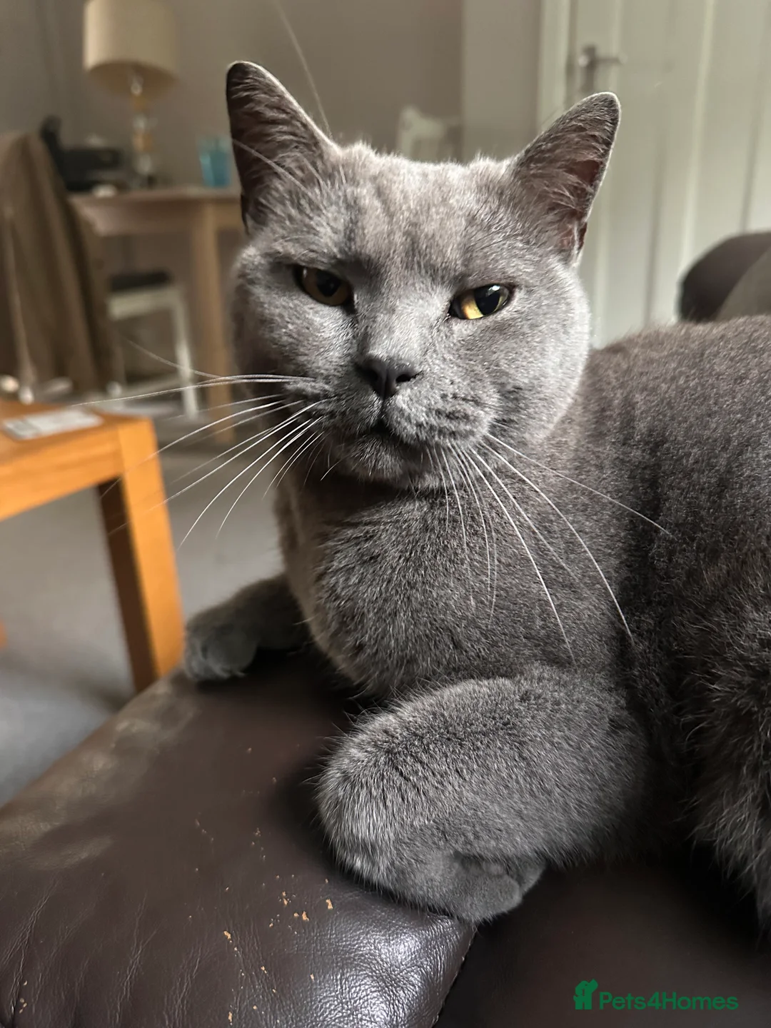 British Shorthair cats for sale: British Blue Male Cat - Advert 2