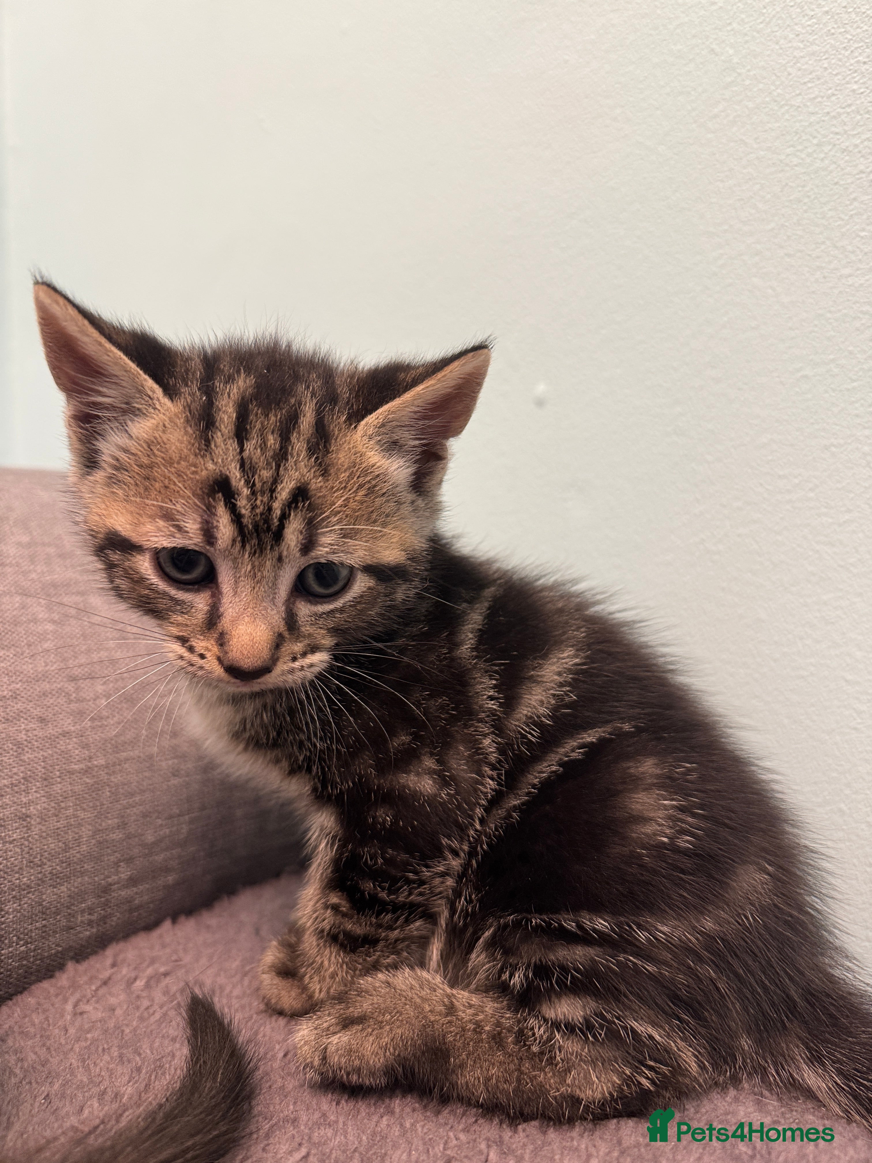 Mixed Breed cats for sale: Adorable Kittens Looking for Loving Homes 🐾 - Advert 8