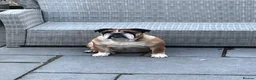 English Bulldog dogs for sale: Ruby❤️ in Lyndhurst - Advert 14